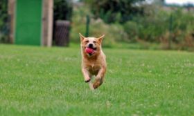 Ally_fast_2_Jahre6.jpg