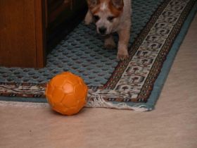 Mein Flur, mein Ball.