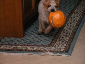 Mein Flur, mein Ball.